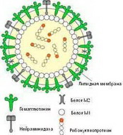 вирусы гриппа «любят» сухой воздух