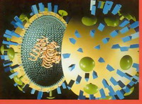 антигенная изменчивость гриппа