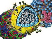 каждый из 200 вирусов орви поражает организм по-своему: чем грипп отличается от аденовируса?