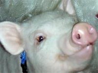 свиной грипп - вопросы