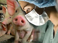 свинский грипп: будут ли нас лечить так же, как на западе?