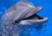 дельфины спасут человечество от гриппа?