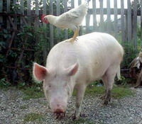медики боятся появления гибрида «свиного» и «птичьего» гриппа (30 ноября 2009)
