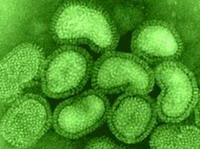 ученые: вирусы гриппа контактируют между собой