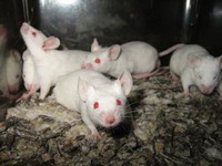 ученые: «запах» самки понижает риск заболевания гриппом у мышей